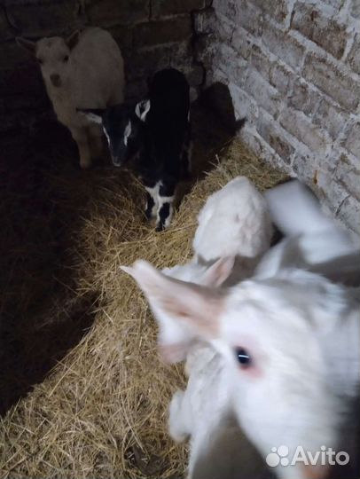Продам козлят