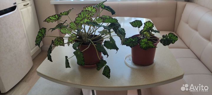 Бегония королевская