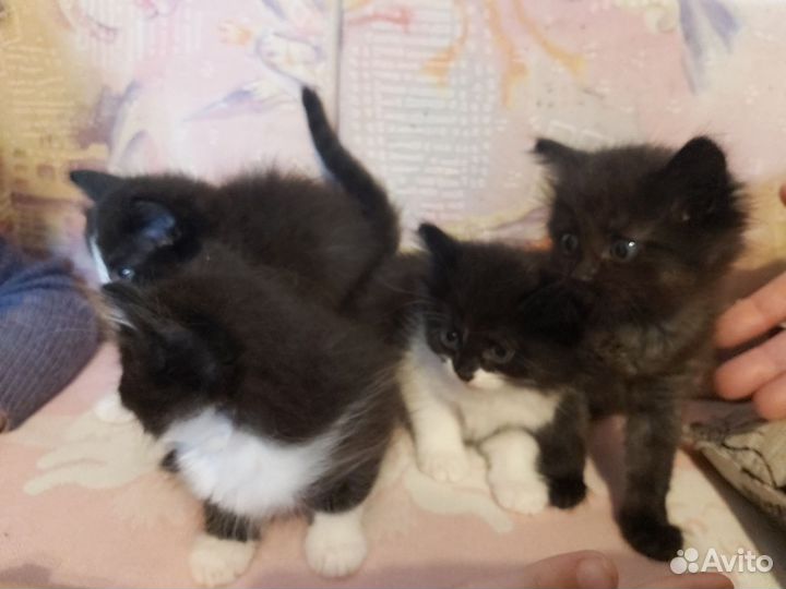 Котята в добрые руки