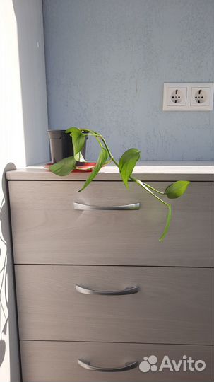 Эпипремнум