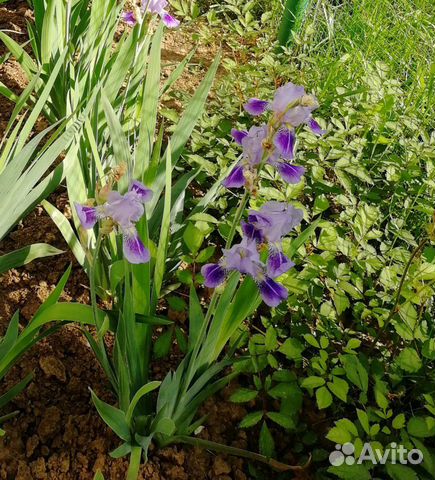 Ирисы