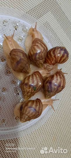 Улитята Ахатинской улитки