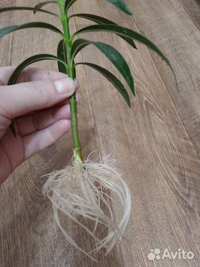 Олеандр махровый, светло-розовый