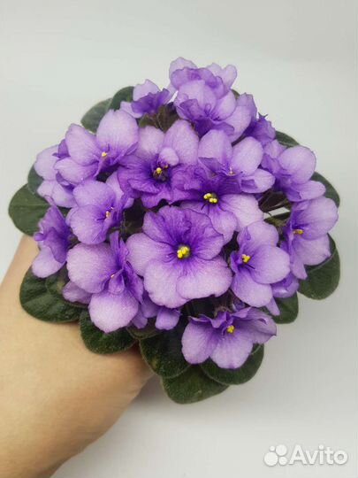 Фиалка сортовая мини