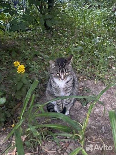 Ласковый котик пропадает на улице