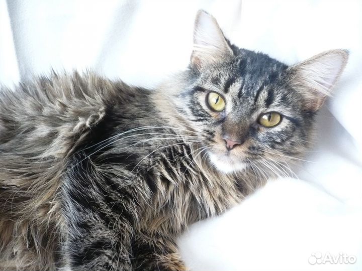 Кошка ищет дом