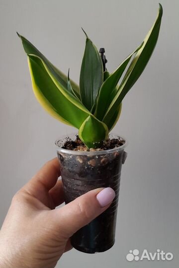 Сансевиерия ханни крео