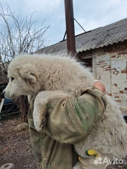 Щенки Пиренейской горной собаки