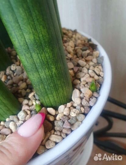 Сансевиерии Страйт и Спагетти