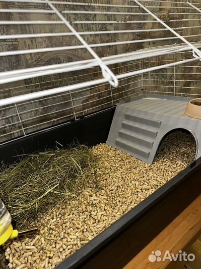 Морская свинка скинни