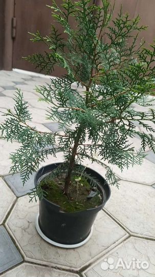 Хвойные рассады в горшках