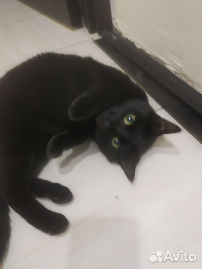 Кошка в дар