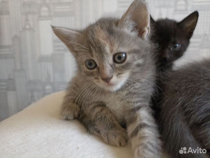 Котик в дар