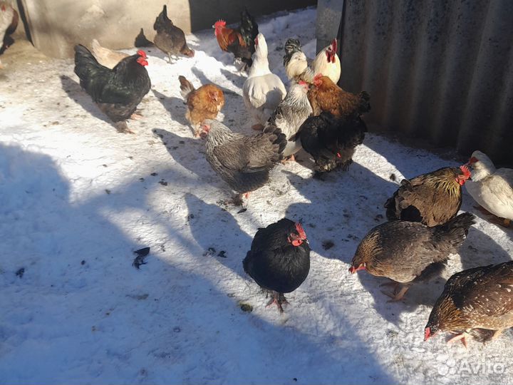 Яйца на инкубацию