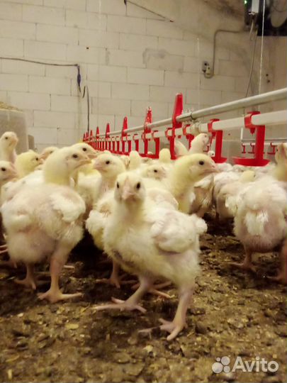 Цыплята бройлерные Росс-308