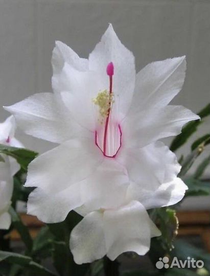 Декабрист шлюмбергера разных цветов