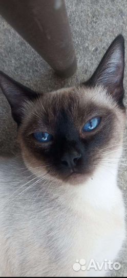 Тайский котенок