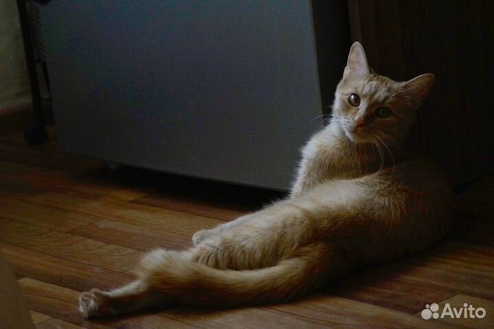 Кошечка ищет дом