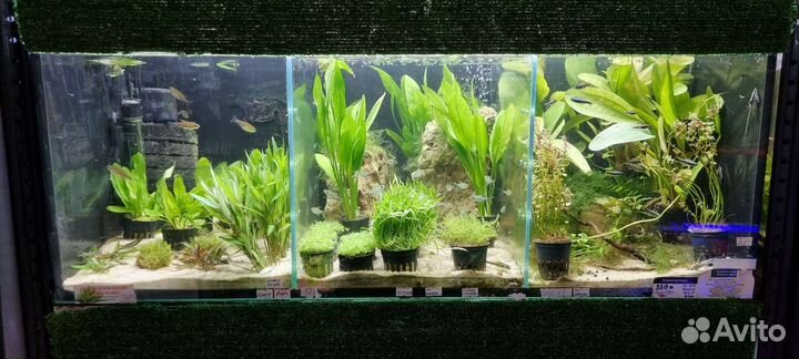 Аквариумные растения