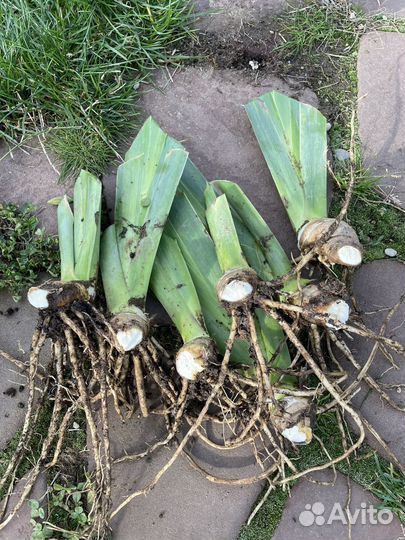 Ирисы бородатые