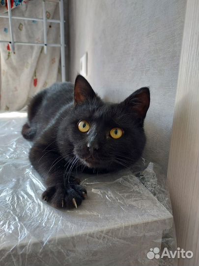 Котик Маркиз молоденький обаяшка - очаровашка)