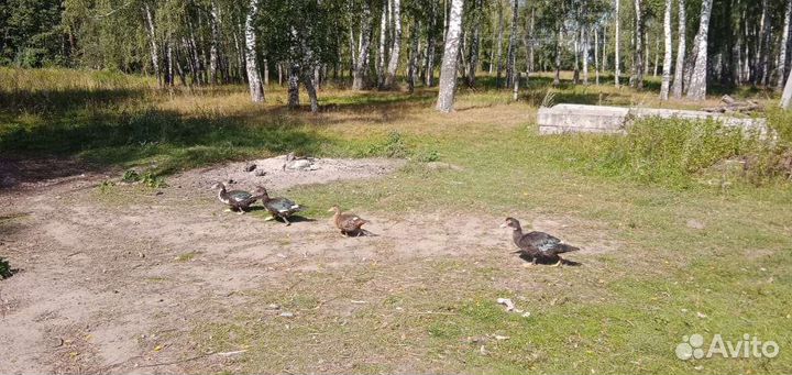 Мускусные утки