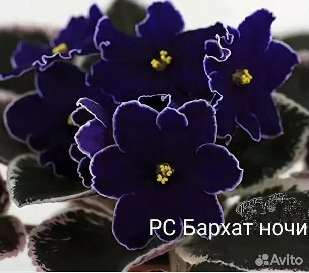 Актуальный список деток