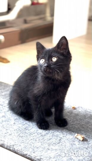 Сибирский котенок самец черный с серебром