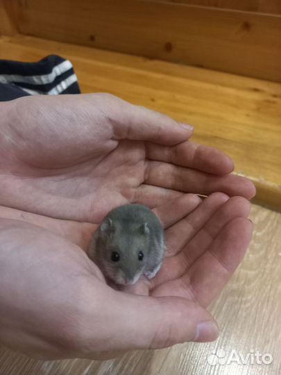 Хомяки джунгарики бесплатно