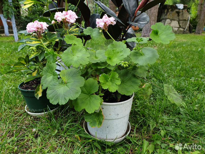 Герань пеларгония