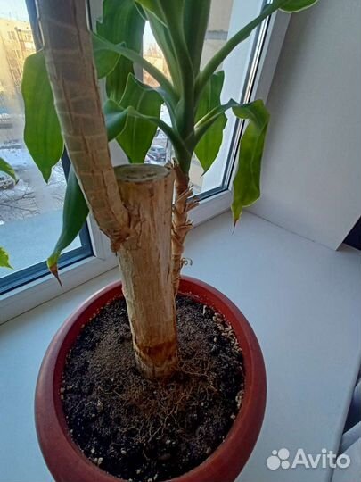 Пальма драцена Фрагранс Голден Кост живая