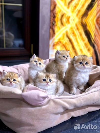 Котята британская золотая шиншилла