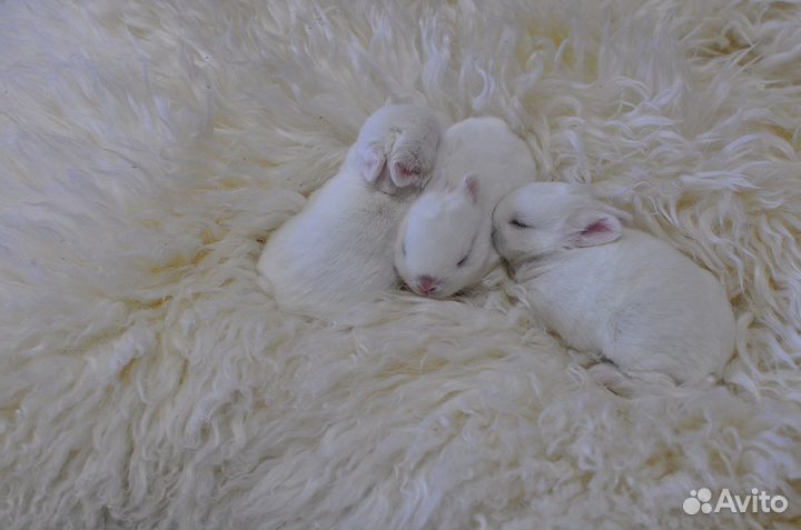 Кролик гермелин