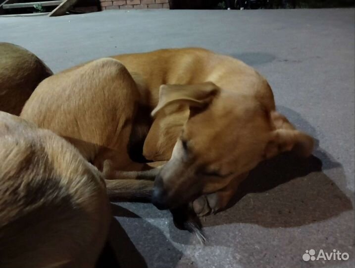 Щенки в добрые руки