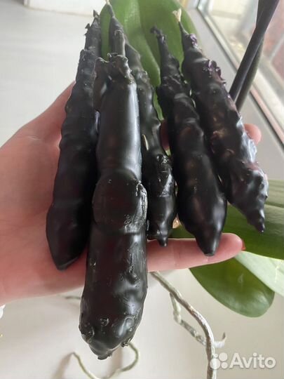 Волшебные маканки