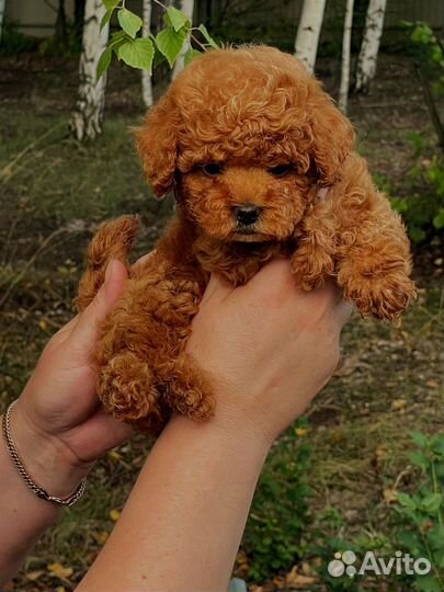 Той-пудель девочки