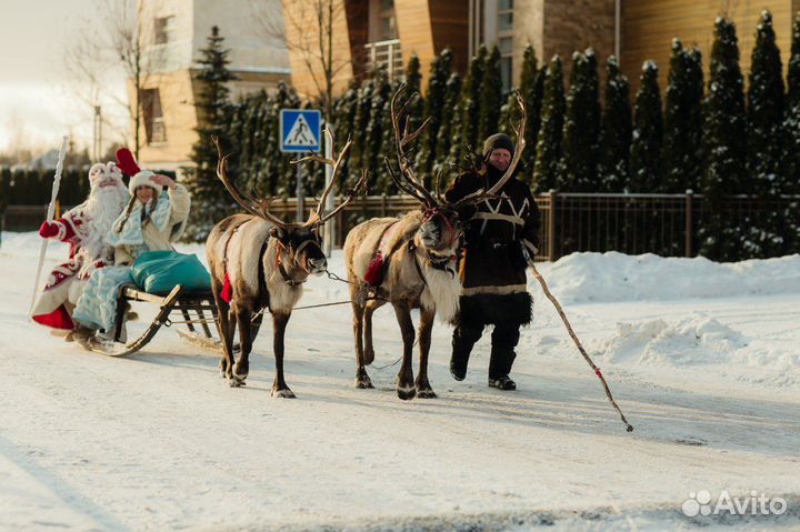Катание на оленях
