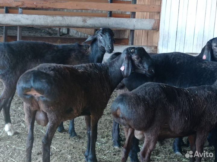 Бараны гиссарской породы