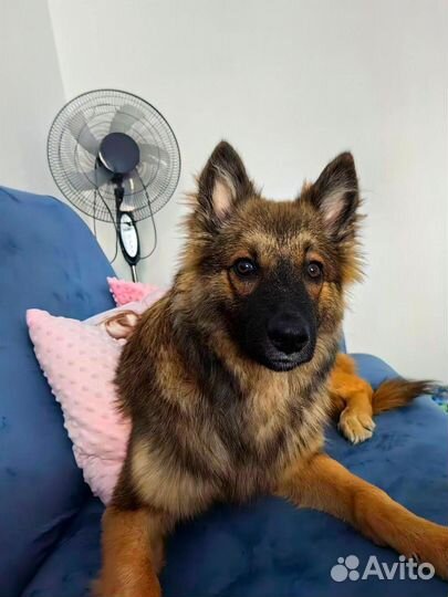 Метис овчарки