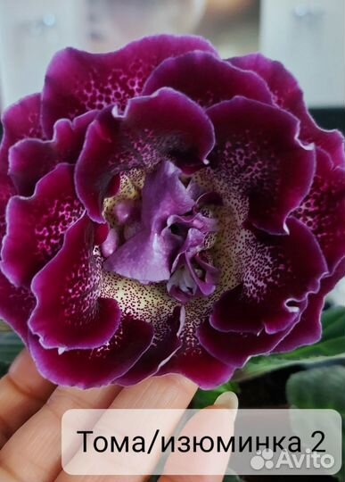 Глоксиния клубни