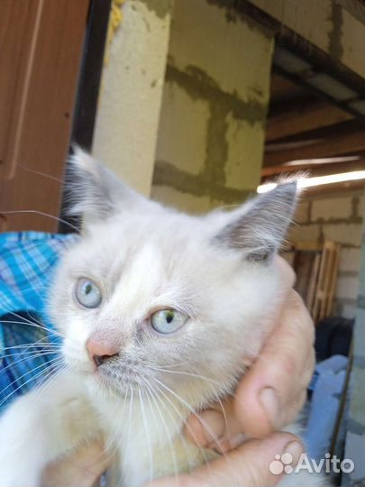 Британские котята