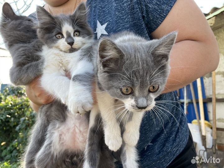 Замечательные котята