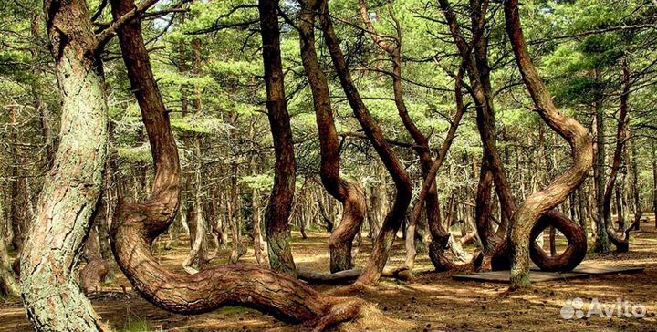 Тур в Калининград, путешествие и отдых на море