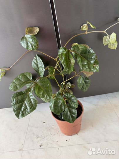 Циссус ромболистный