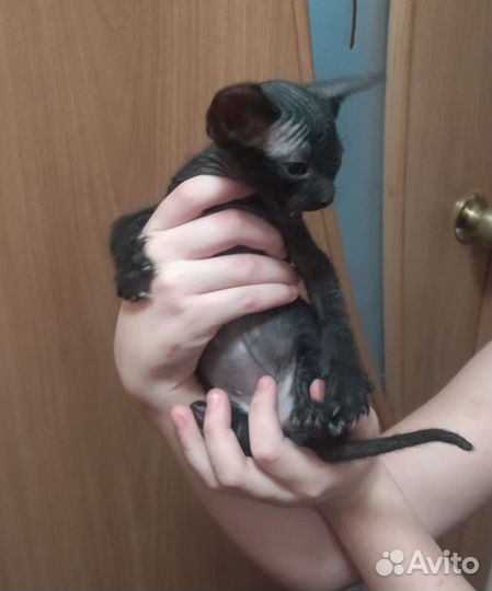 Котята сфинкс