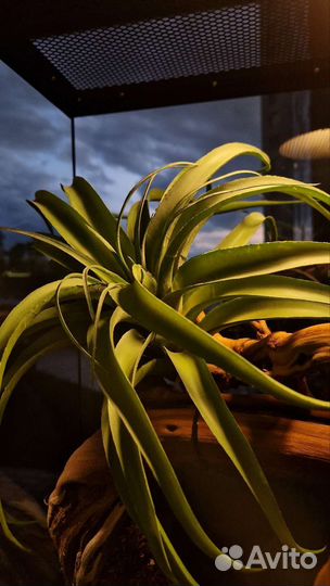 Террариум с оформлением