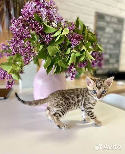 Бенгальские котята