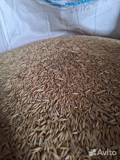 Семена овса (зимующего, Элита)