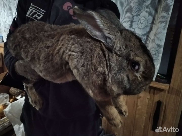 Продам кроликов