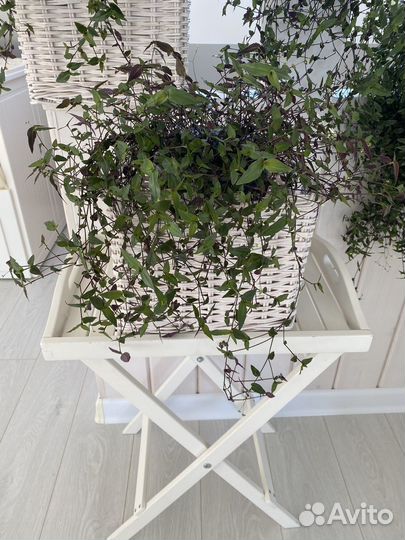 Комнатные цветы, бронь до 09.06